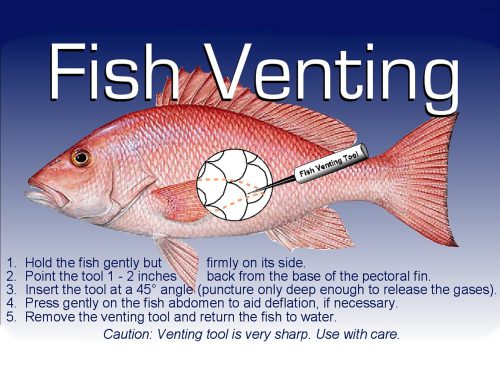 eo20190607 CUTLINE/With column
This graphic shows the proper place to insert a needle or hollow tool through the scales and rib cage area into the swim bladder of a red snapper, thus allowing gases to escape rapidly. This procedure will improve the fish’s ability to return safely to deep waters. (Graphic provided by the Mississippi-Alabama Sea Grant Consortium)
# # #
Alt tag:
Side view of a fish with a needle device pointed between scales in the lower midsection. “Fish Venting Tool” is printed on the handle of the needle.